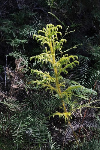 staghorn clubmoss