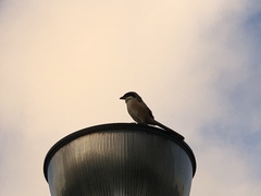 Lanius schach bentet