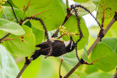 Coereba flaveola caboti