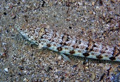 Synodus dermatogenys