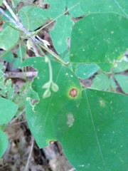 Cercospora