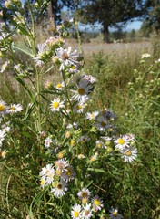 Symphyotrichum bracteolatum