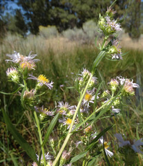 Symphyotrichum bracteolatum