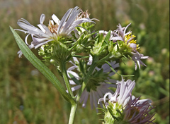 Symphyotrichum bracteolatum