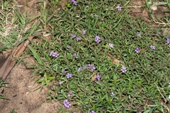 Dyschoriste decumbens