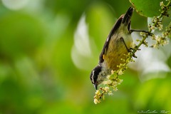 Coereba flaveola caboti