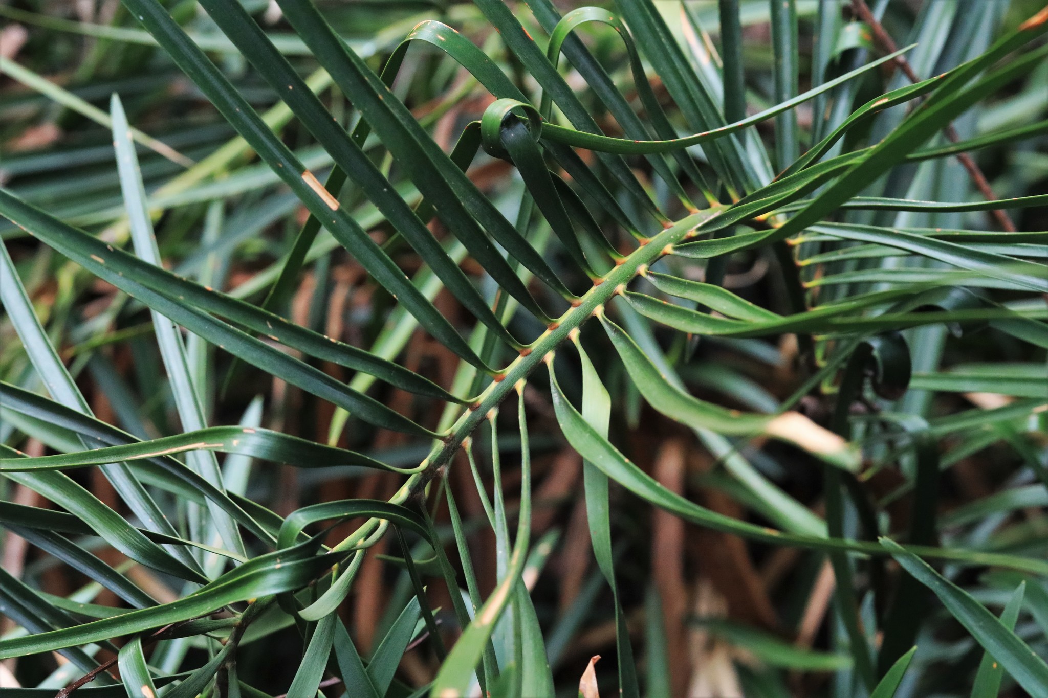 Macrozamia fawcettii C.Moore