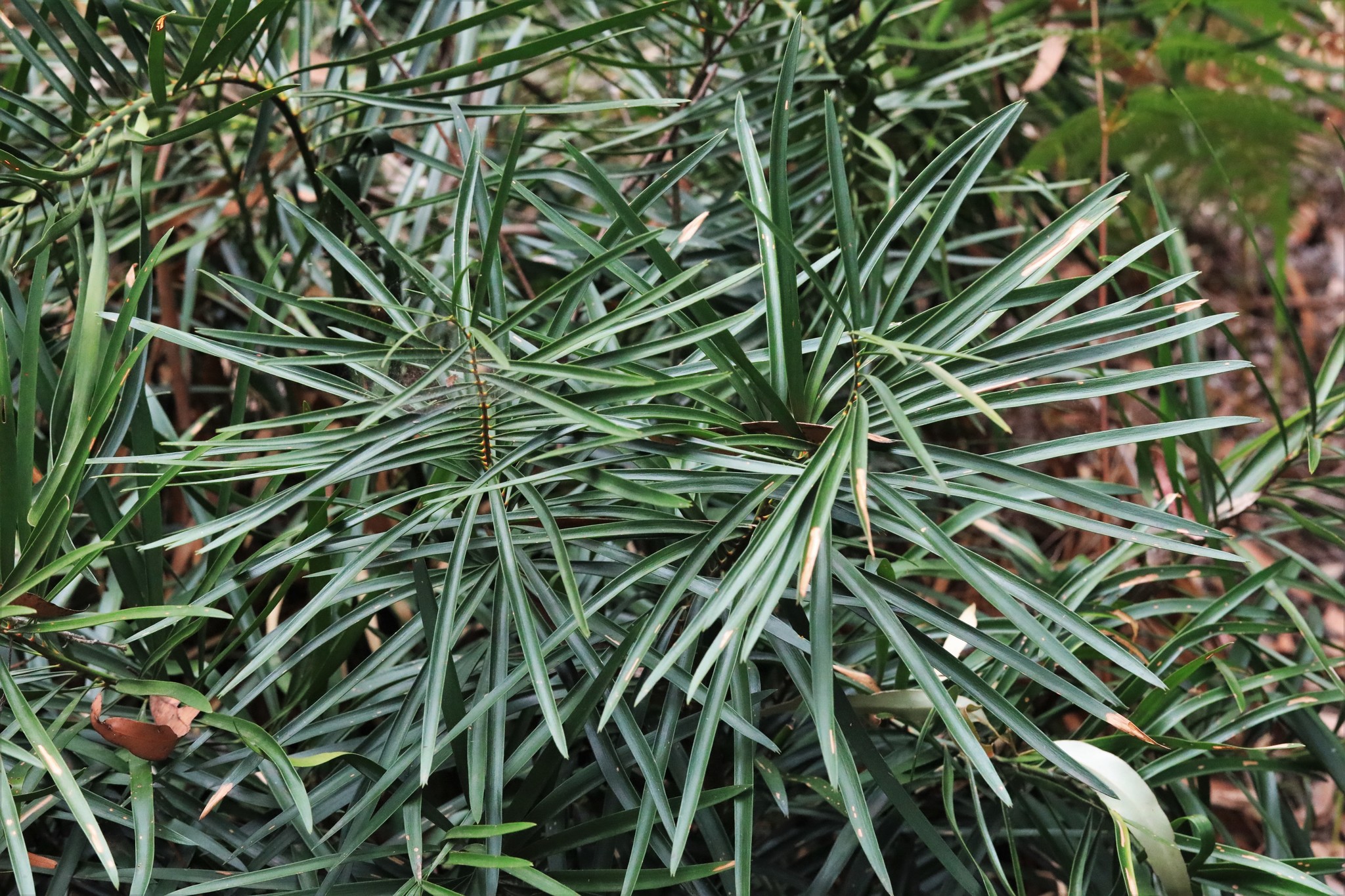 Macrozamia fawcettii C.Moore