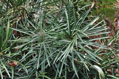 Macrozamia fawcettii