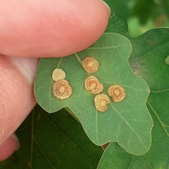 Neuroterus quercusbaccarum