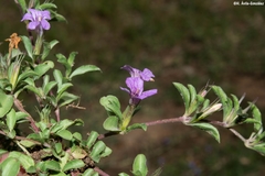 Dyschoriste decumbens