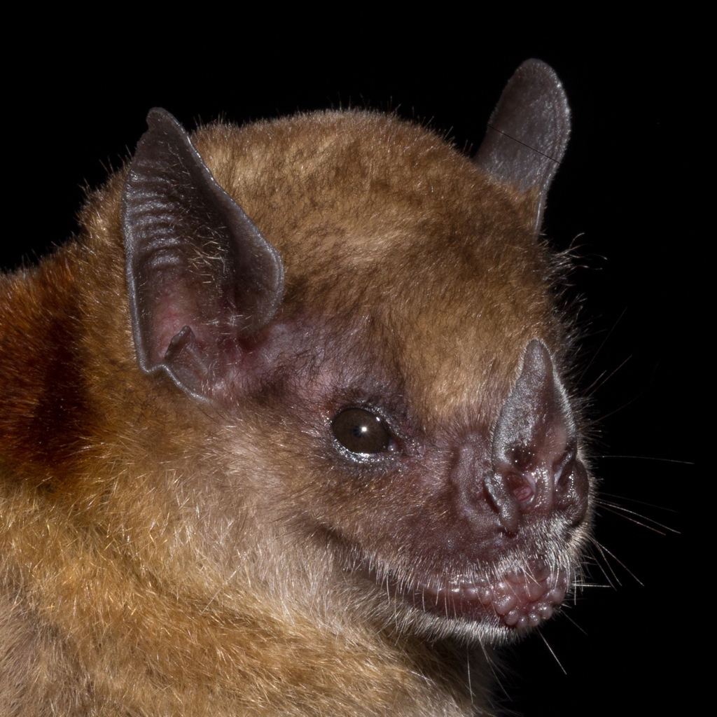 Little Yellow-Shouldered Bat
