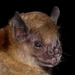 Little Yellow-shouldered Bat - Photo (c) Roberto Leonan Morim Novaes, some rights reserved (CC BY-NC), uploaded by Roberto Leonan Morim Novaes
