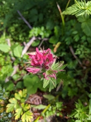 Castilleja parviflora
