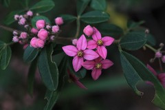 Boronia umbellata