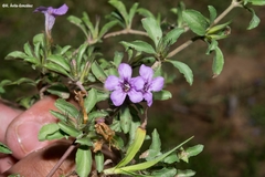 Dyschoriste decumbens