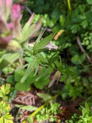 Castilleja parviflora