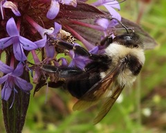 Bombus wilmattae