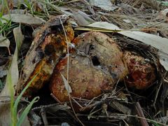 Phlebopus marginatus