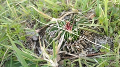 Echinofossulocactus pentacanthus