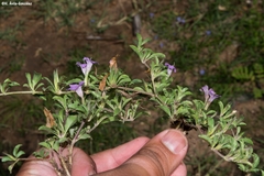 Dyschoriste decumbens