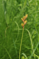 Carex bicknellii