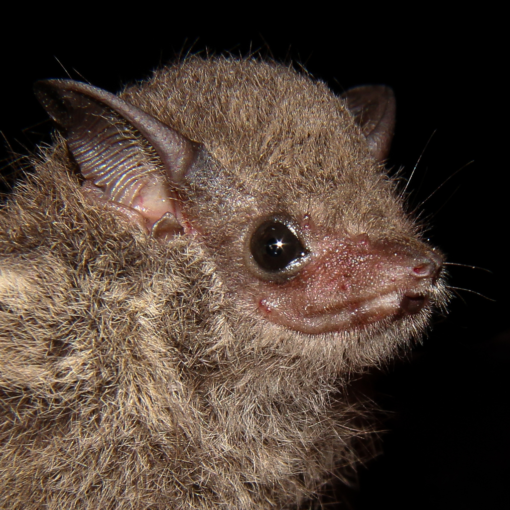Frosted Sac-Winged Bat