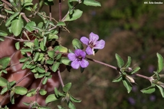 Dyschoriste decumbens