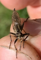 Machimus snowii