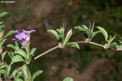 Dyschoriste decumbens