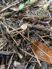 Baeospora