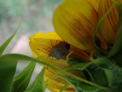 Euschistus conspersus