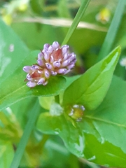 Persicaria runcinata