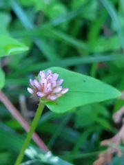 Persicaria runcinata
