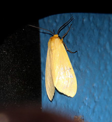 Pareuchaetes insulata
