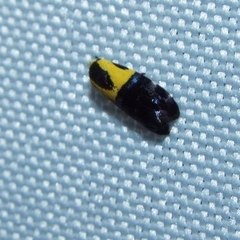 Rectiostoma xanthobasis
