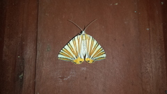 Pityeja histrionaria
