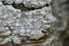 Pachnolepia pruinata