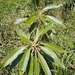 Leitneria pilosa ozarkana - Photo (c) James Ojascastro, algunos derechos reservados (CC BY-NC-SA), subido por James Ojascastro