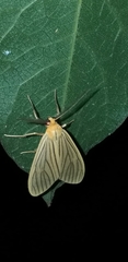 Agaraea