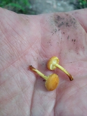 Pleuroflammula tuberculosa