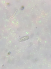 Pachnolepia pruinata