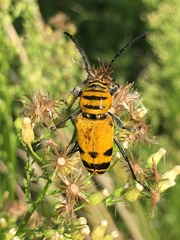 Megacyllene decora