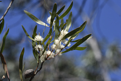 Hakea dactyloides