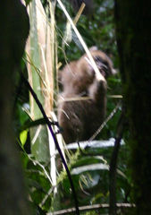 Prolemur simus