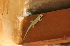 Phelsuma