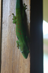 Phelsuma quadriocellata