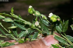 Zornia thymifolia