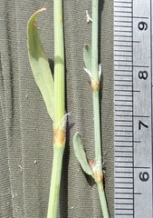 Polygonum argyrocoleon