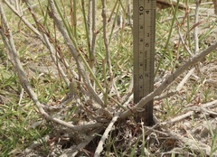 Polygonum argyrocoleon